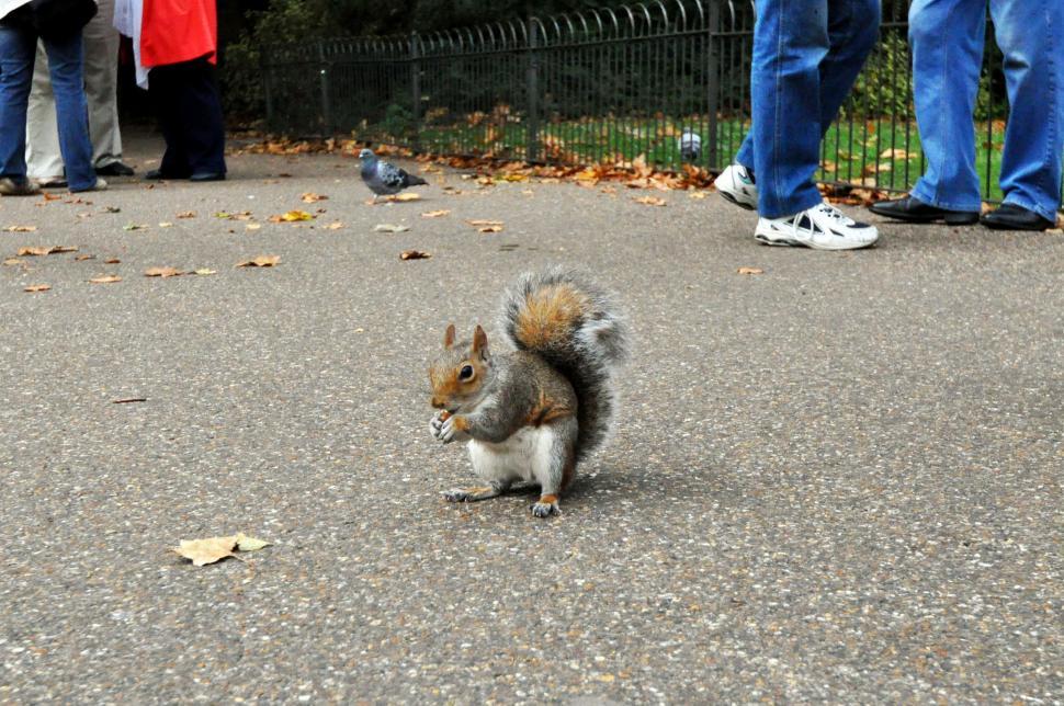 Free Image of London St James park squirrel on path 
