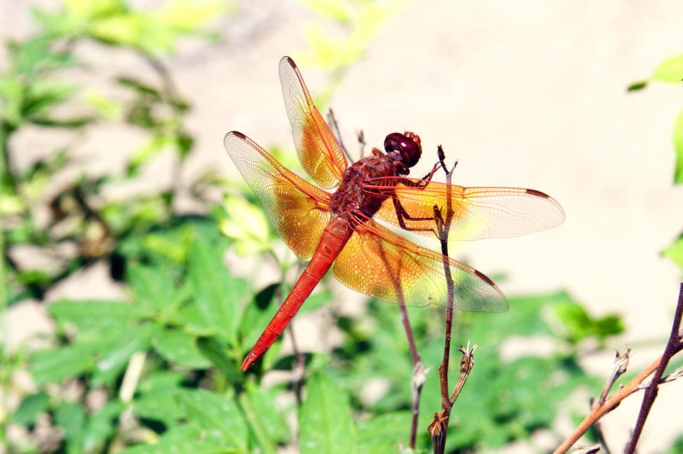 Free Image of Dragonfly on a small branch 