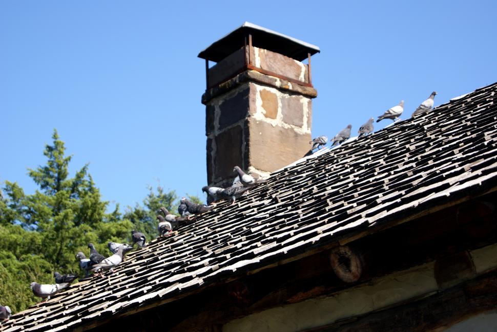 Free Image of Birds on the roof top 