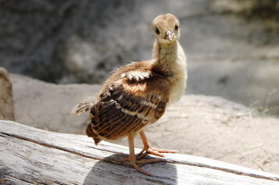 Free Image of Chick 