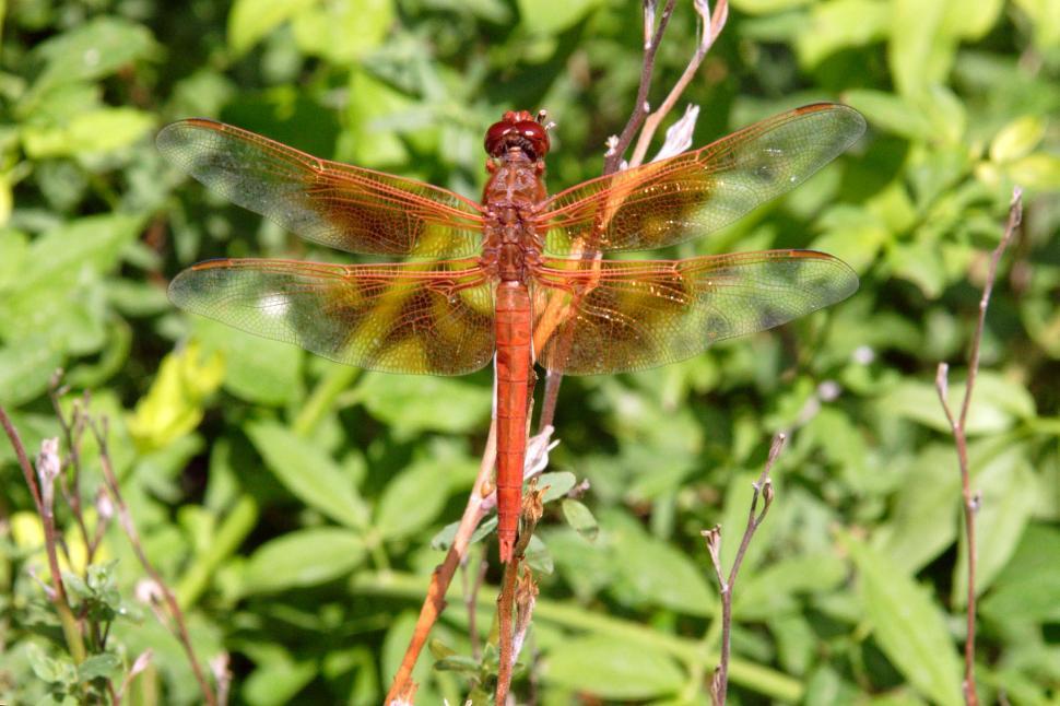 Free Image of red dragonfly 