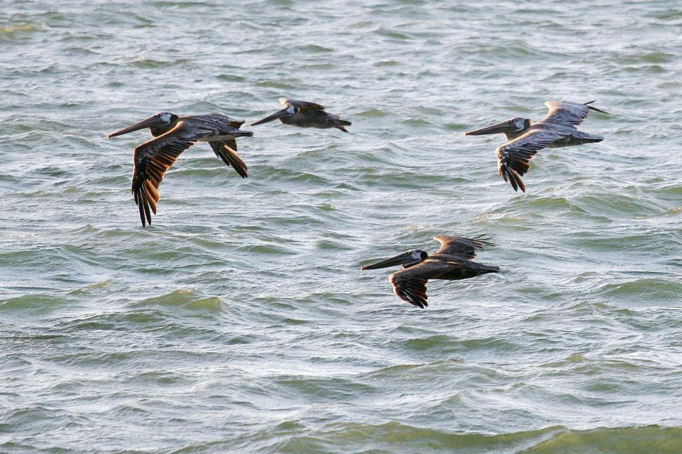 Free Image of Pelicans in flight  