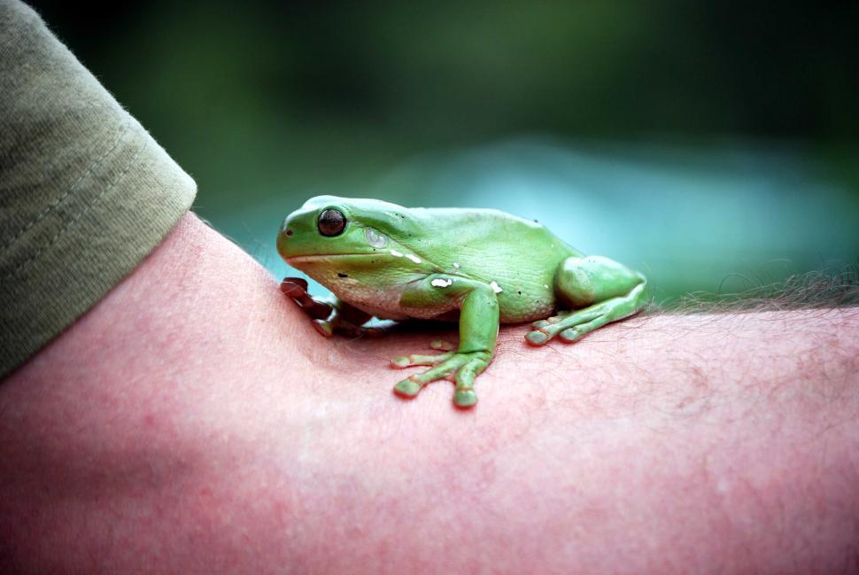 Free Image of Australian Green Tree Frog 
