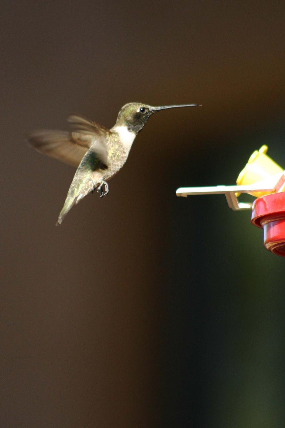 Free Image of hummingbird animal bird hover fly flap wing feather feed feeder arizona 