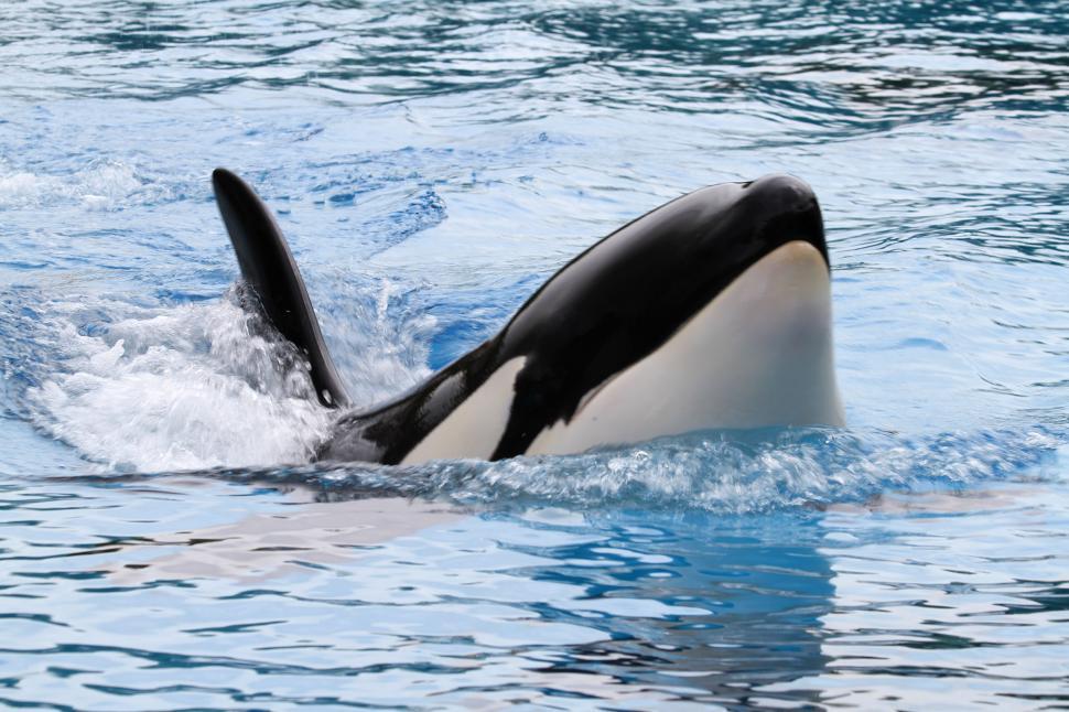 Free Image of Killer Whale 