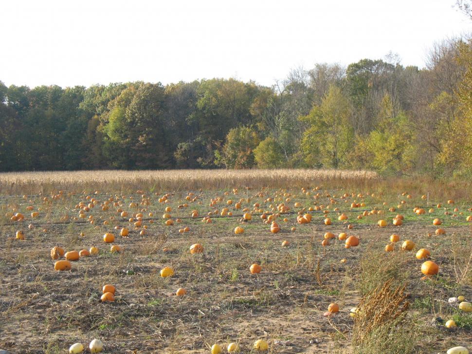 Free Image of Pumpkin Patch 