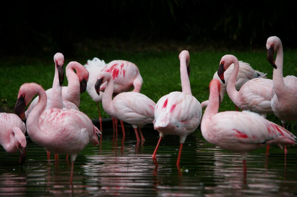 Free Image of Pink flamengo 