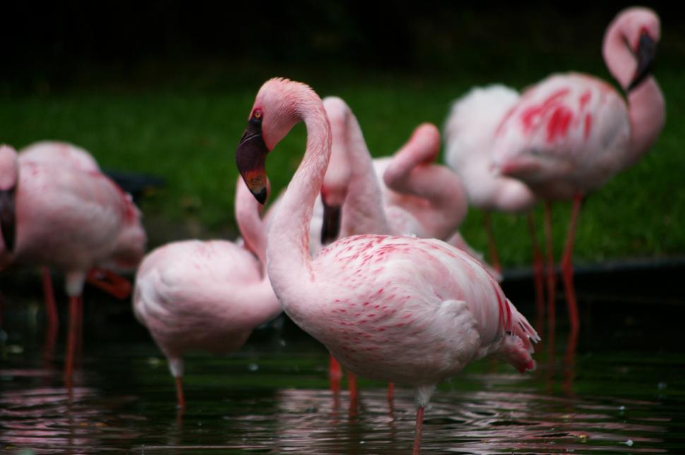 Free Image of A Group of Pink Flamingos Standing in the Water 