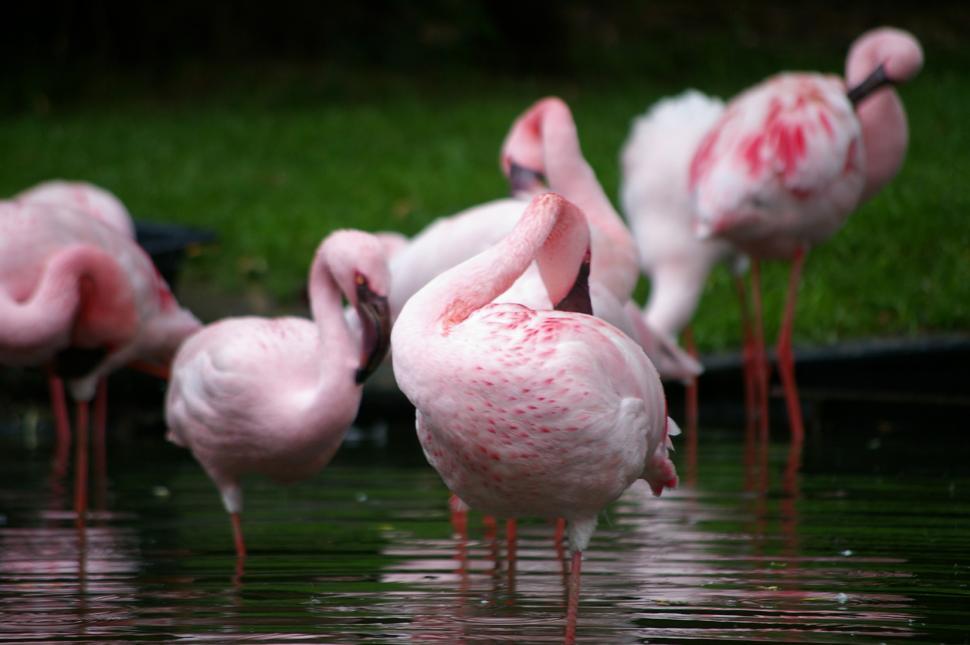 Free Image of A Group of Pink Flamingos Standing in the Water 