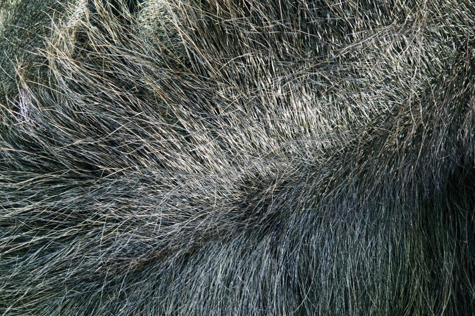 Free Image of Close up of anteater fur 