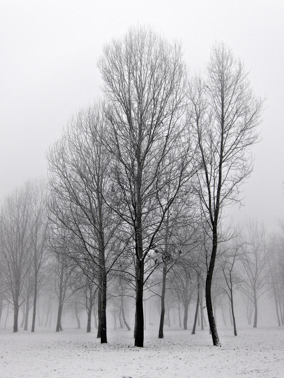 Free Image of Winter landscape 