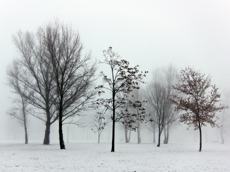 Free Image of Trees in fog 