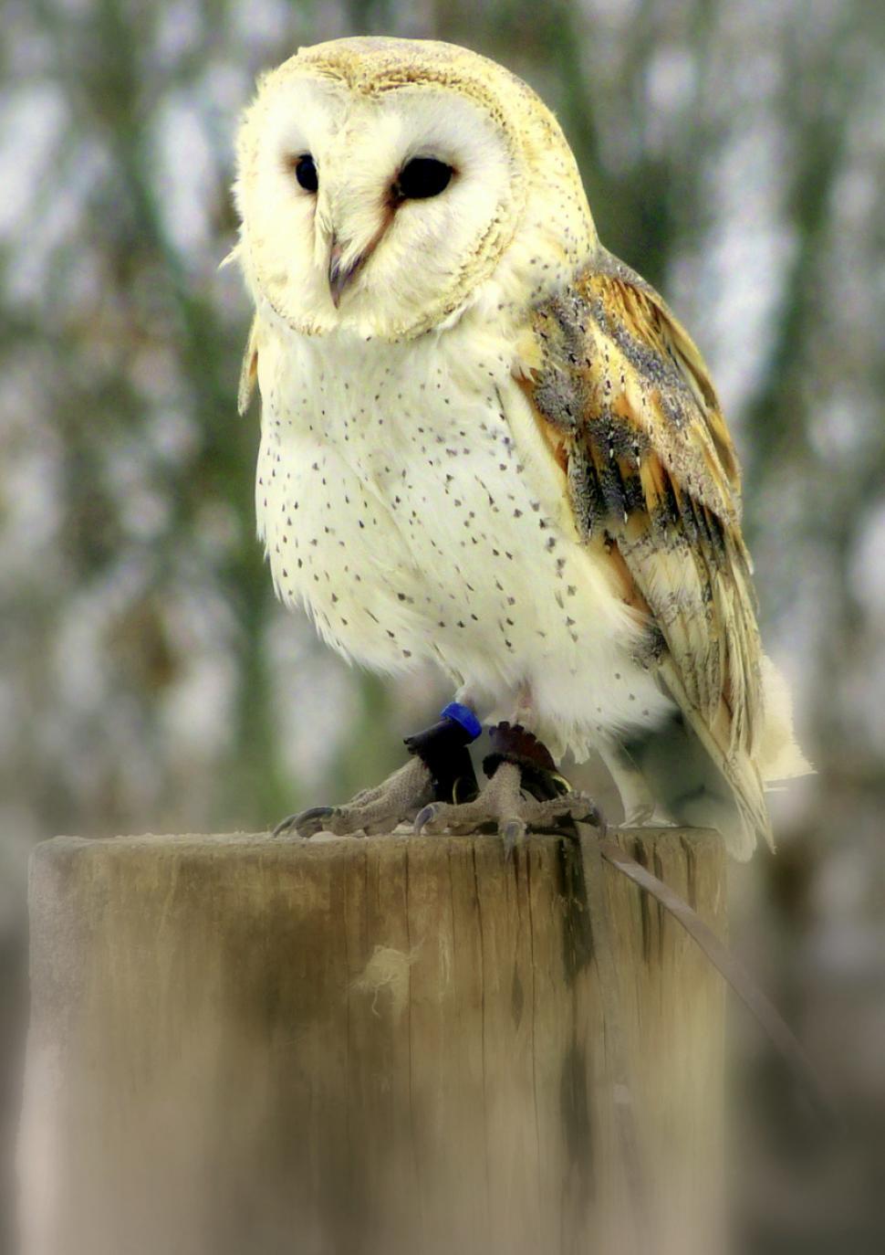 Free Image of Barn Owl 