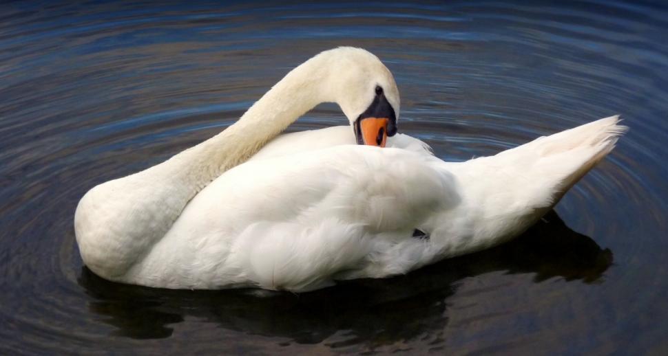Download Free Stock Photo of White Swan 