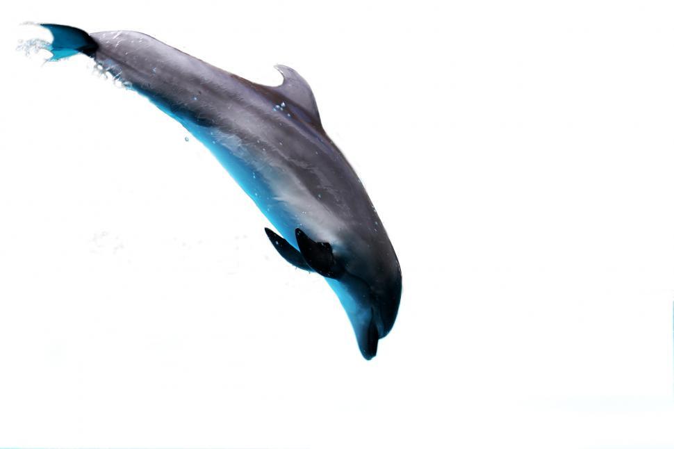 Free Image of Dolphin 