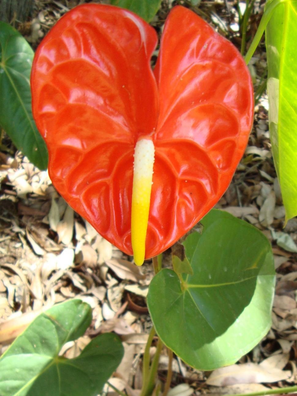 Free Image of Colombian flowers 