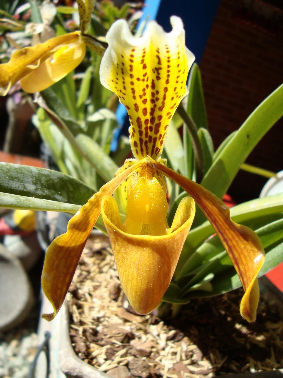 Free Image of Orchid - Orquidea 