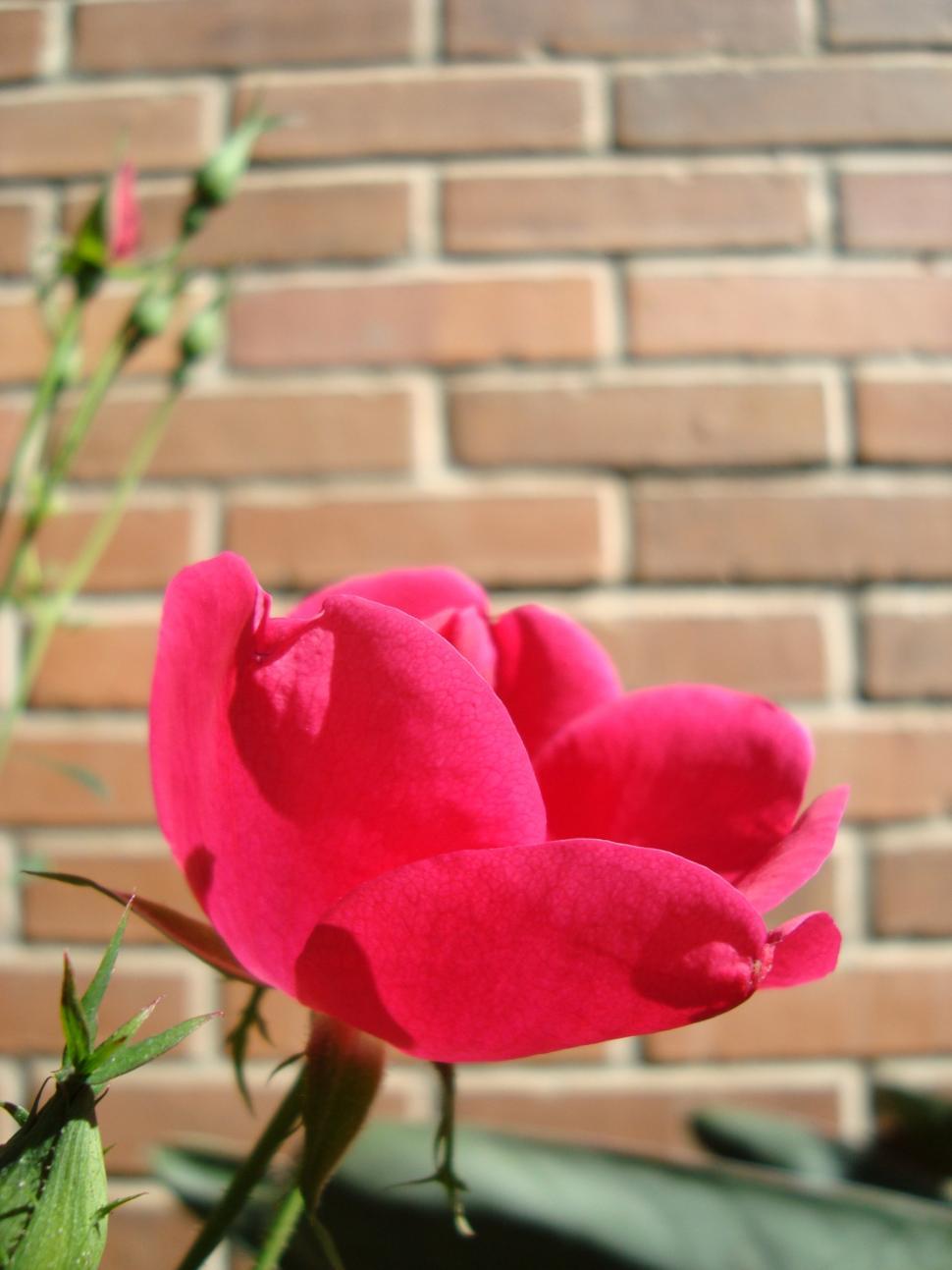 Free Image of Pink Rose in Front of Brick Wall 