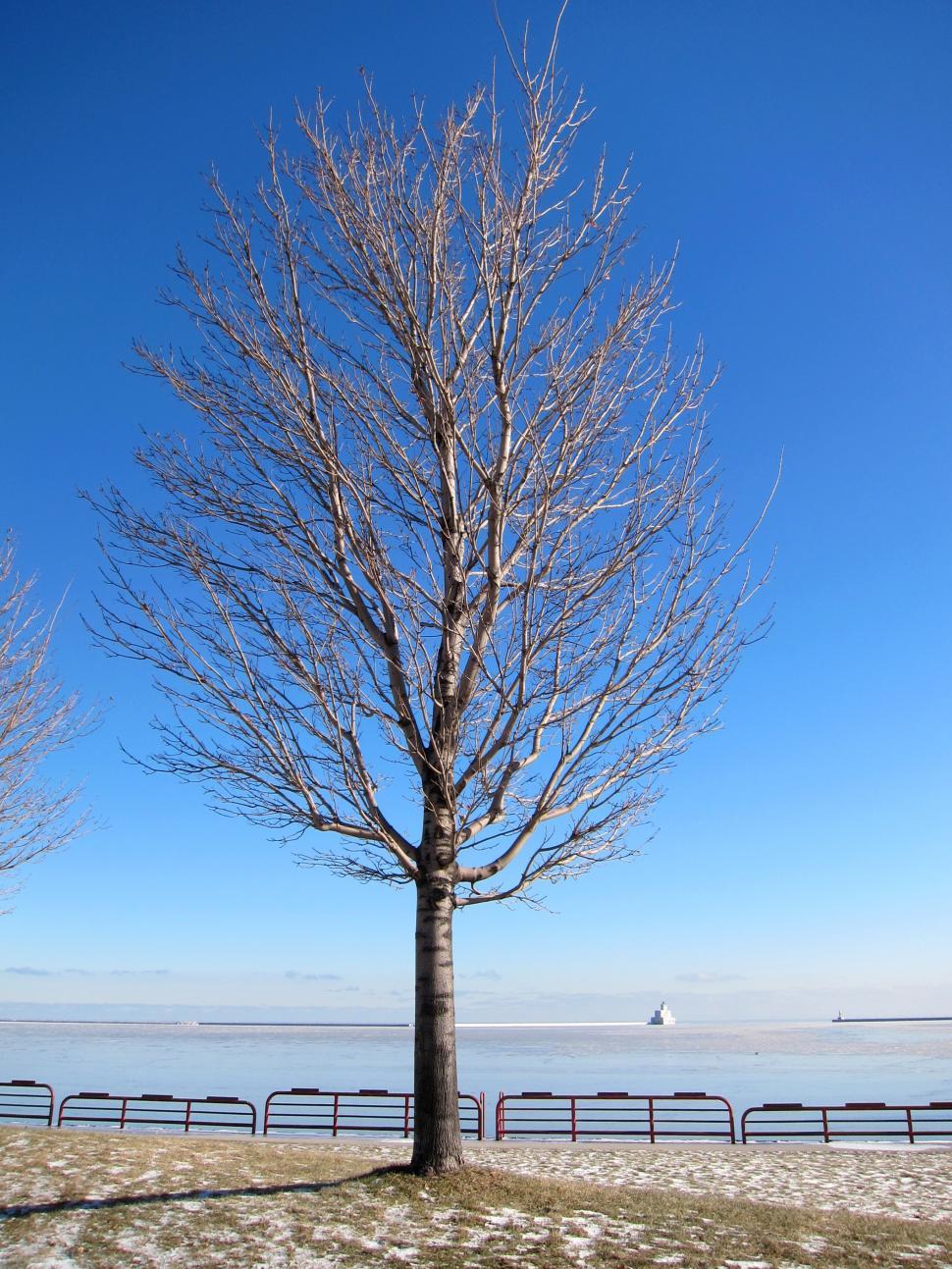 Free Image of Bare Tree Stands in Snow by Water 