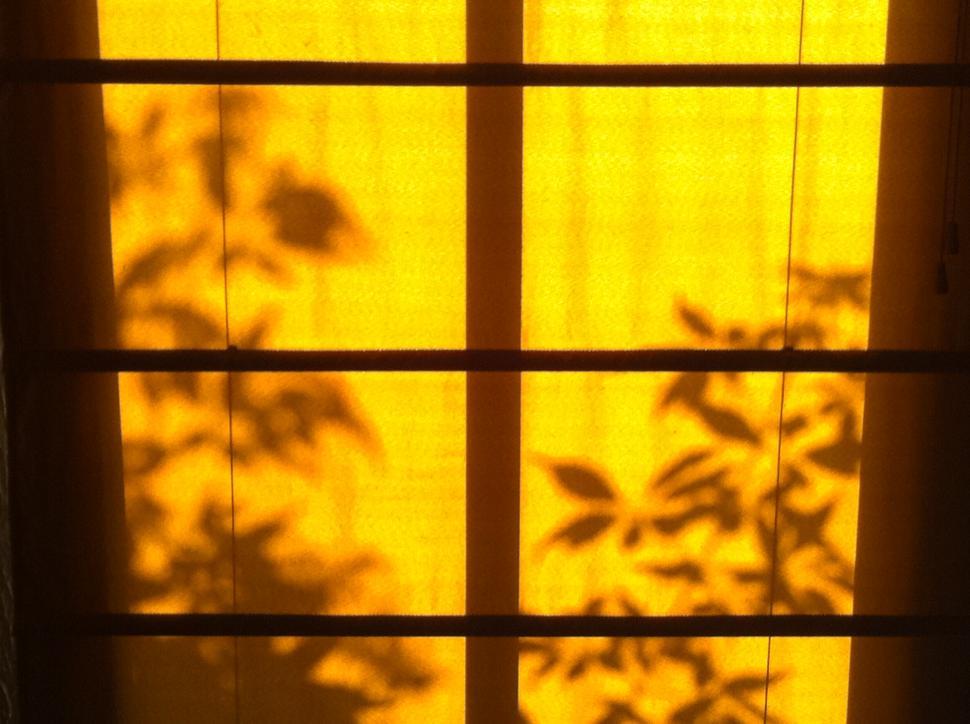 Free Image of Shadow of a Plant on a Window Sill 