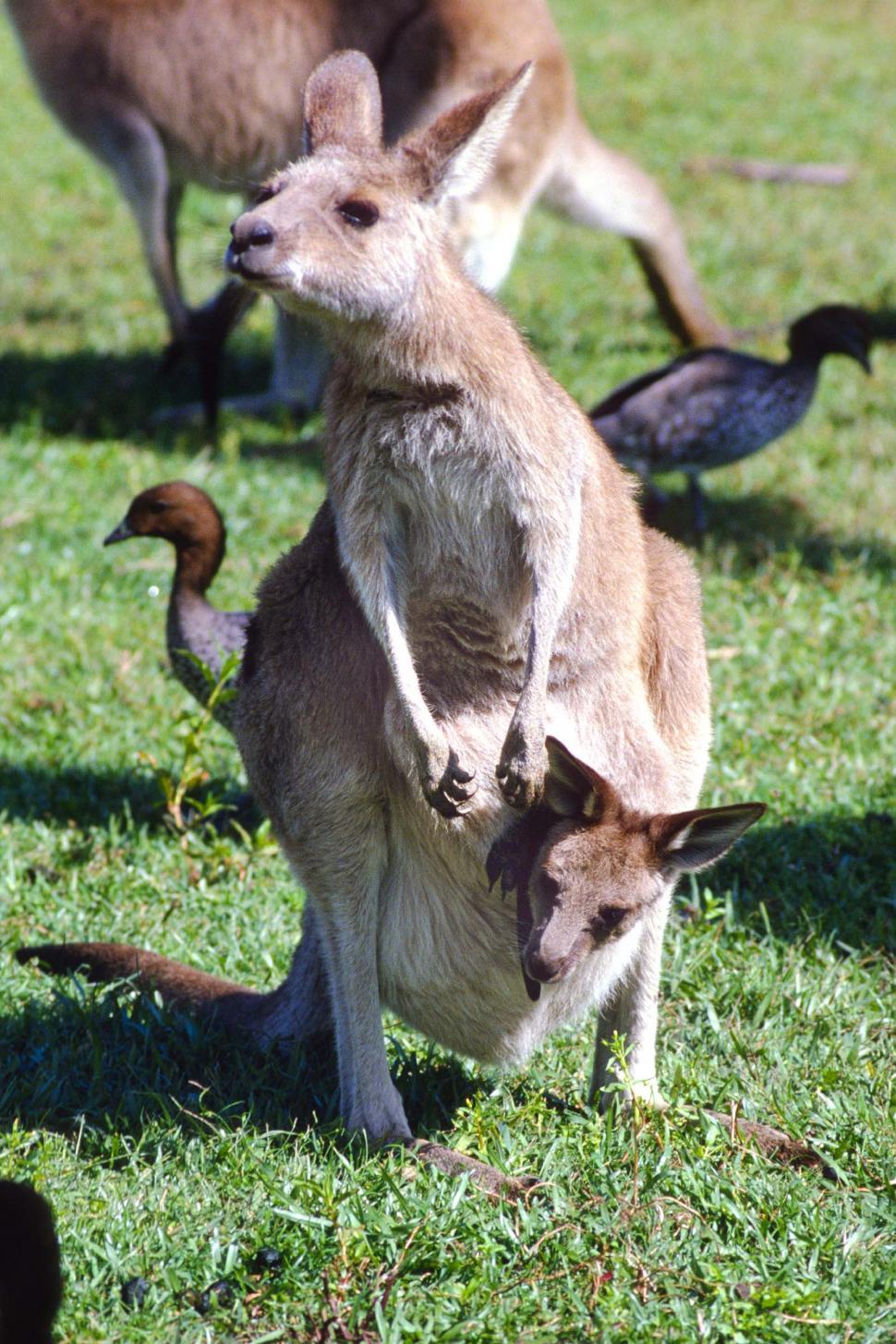 Free Image of Group of Kangaroos and Ducks in Grass Field 