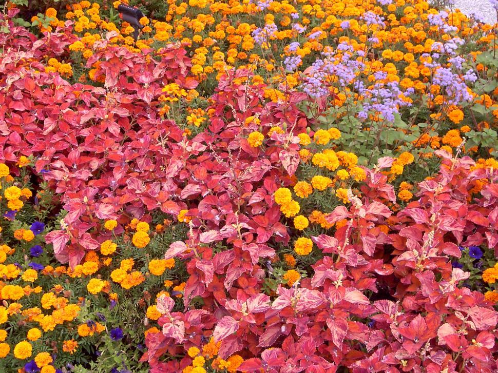Free Image of Collection of various autumn flowers 