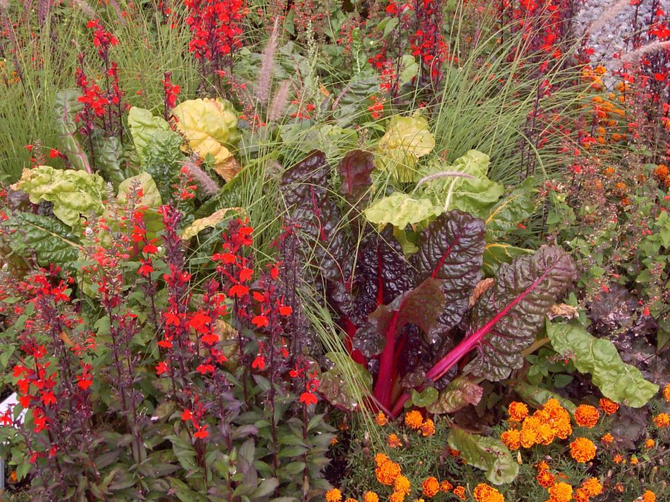 Free Image of Collection of various autumn flowers 