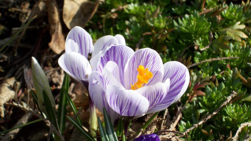 Free Image of Collection of various spring flowers 
