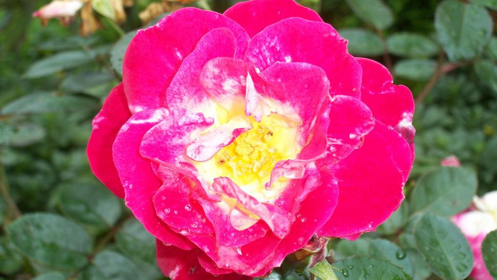 Free Image of Close-ups of rose flowers and petals 