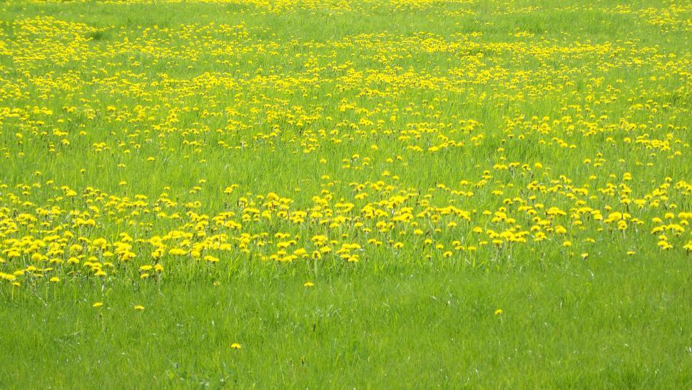 Free Image of A summer meadow with some dandelions 