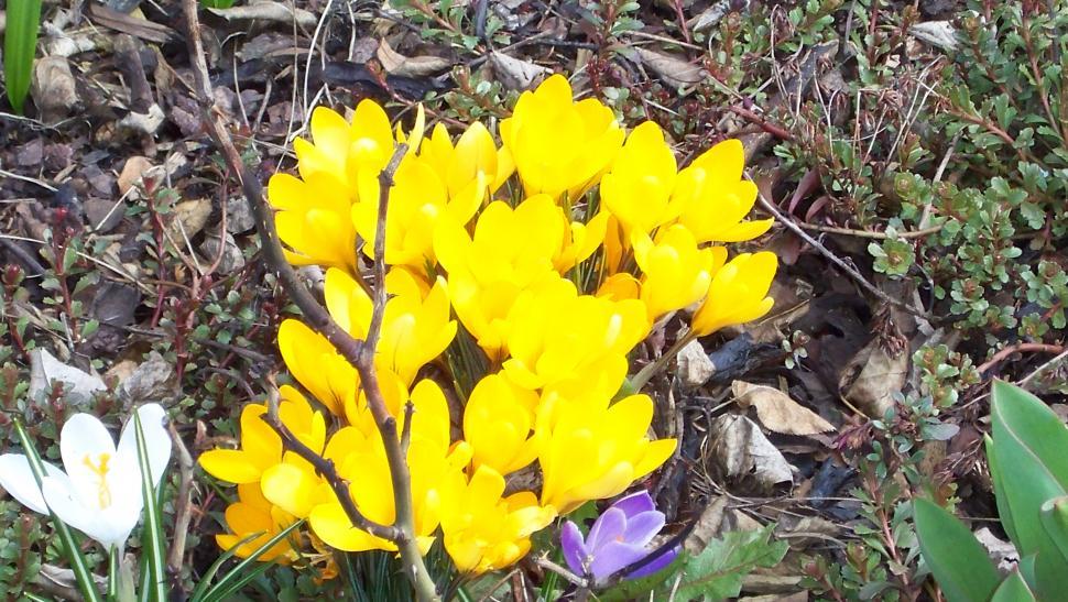 Free Image of Crocus blossoms in early spring season 