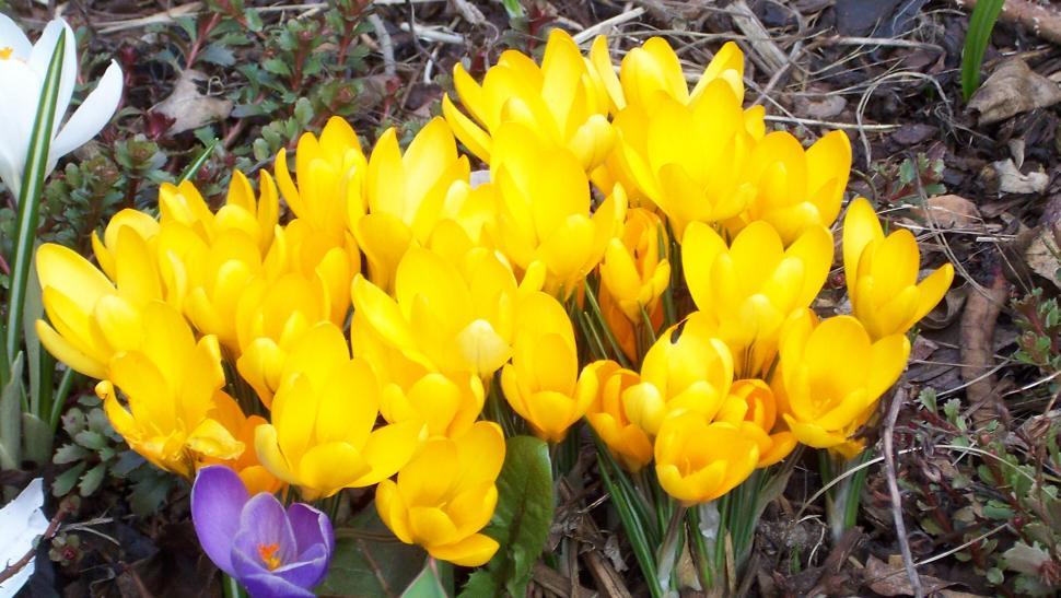 Free Image of Crocus blossoms in early spring season 