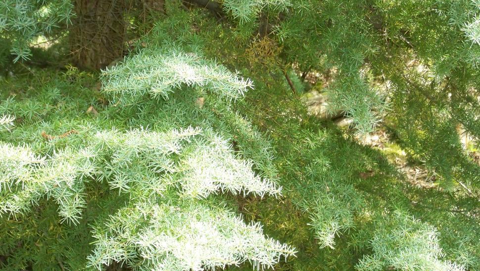 Free Image of Close-ups of various conifers 