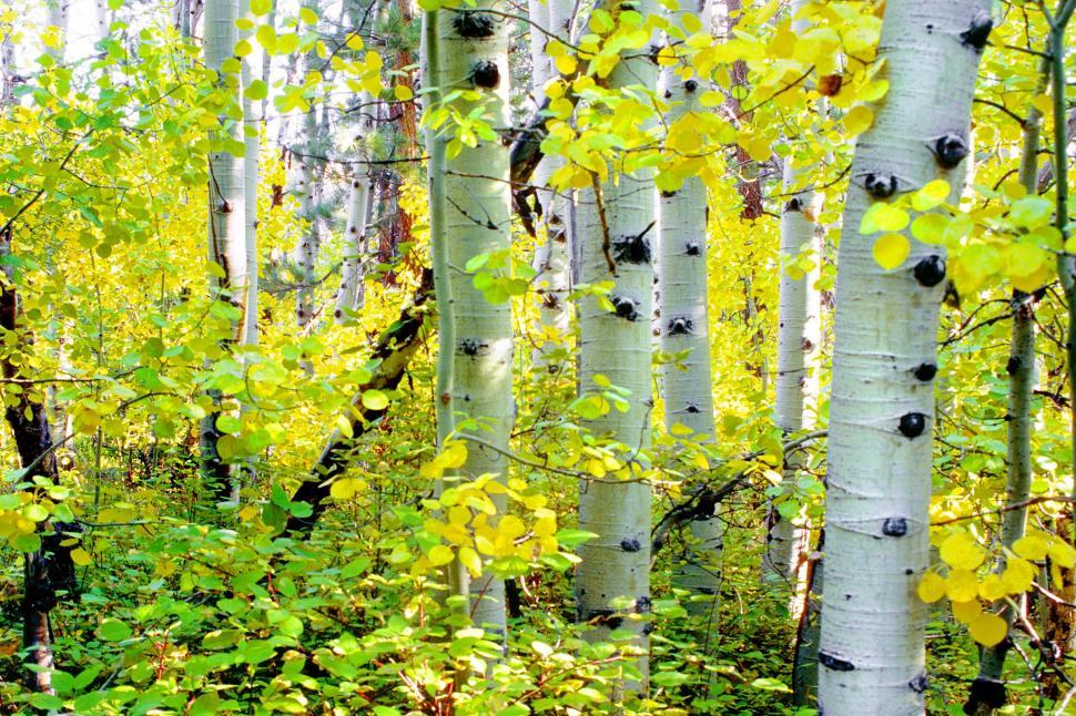 Free Image of fall autumn forest wilderness turning leaves aspens trees trunks bark dense yellows grove thick 