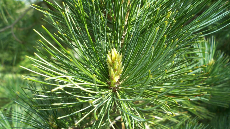 Free Image of Close-ups of various conifers 