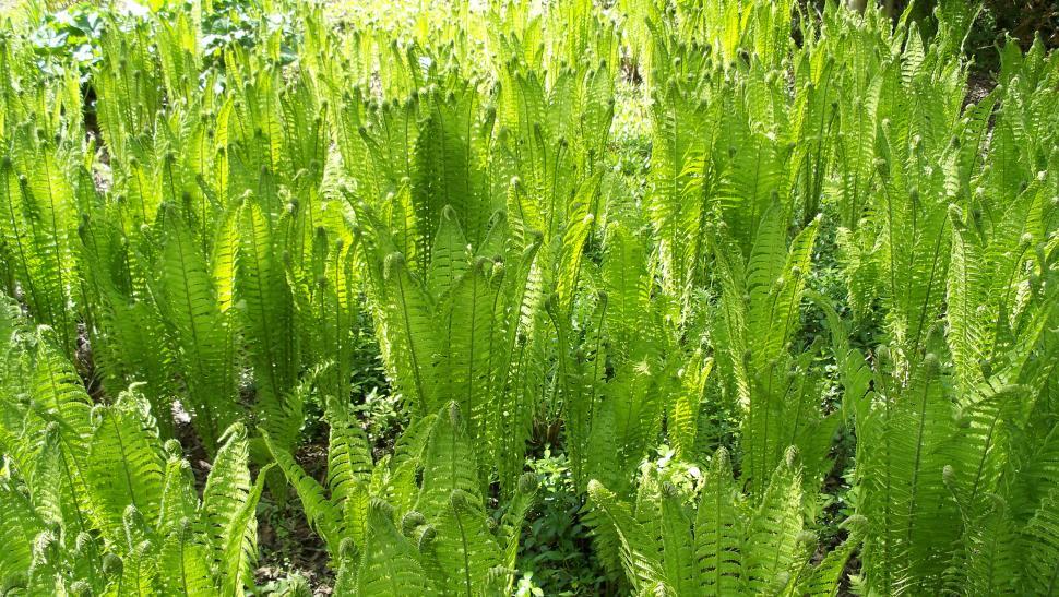 Free Image of Various green ferns. 