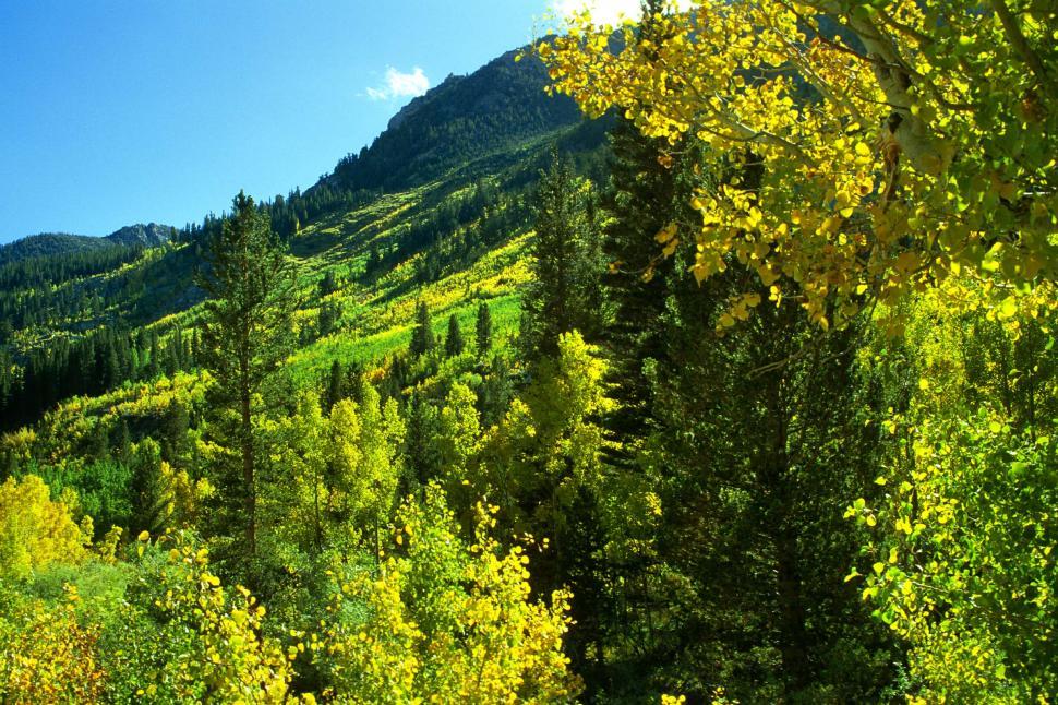 Free Image of Dense Green Forest Teeming With Trees 