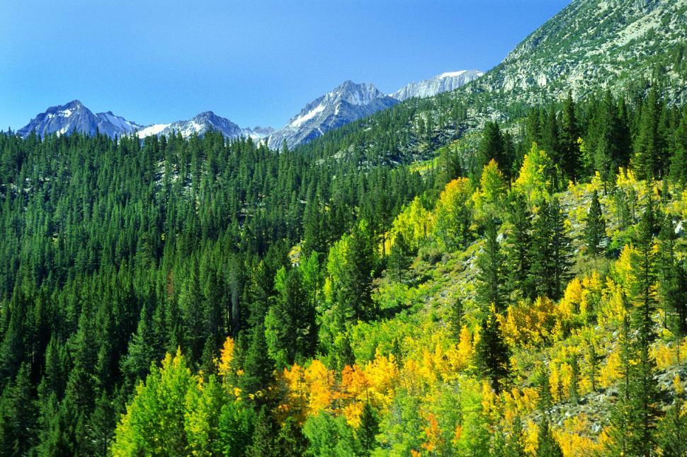 Free Image of Mountain Range With Trees in Foreground 