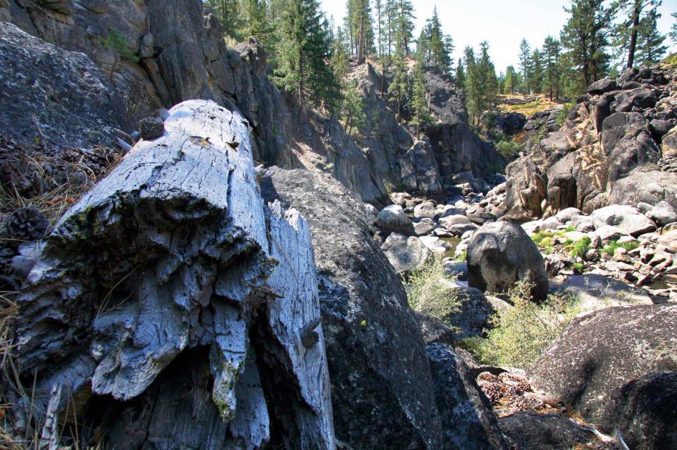 Free Image of river gorge feather california stream rocks rugged trees pine tree water wilderness bed riverbed streambed stump log fallen dead 