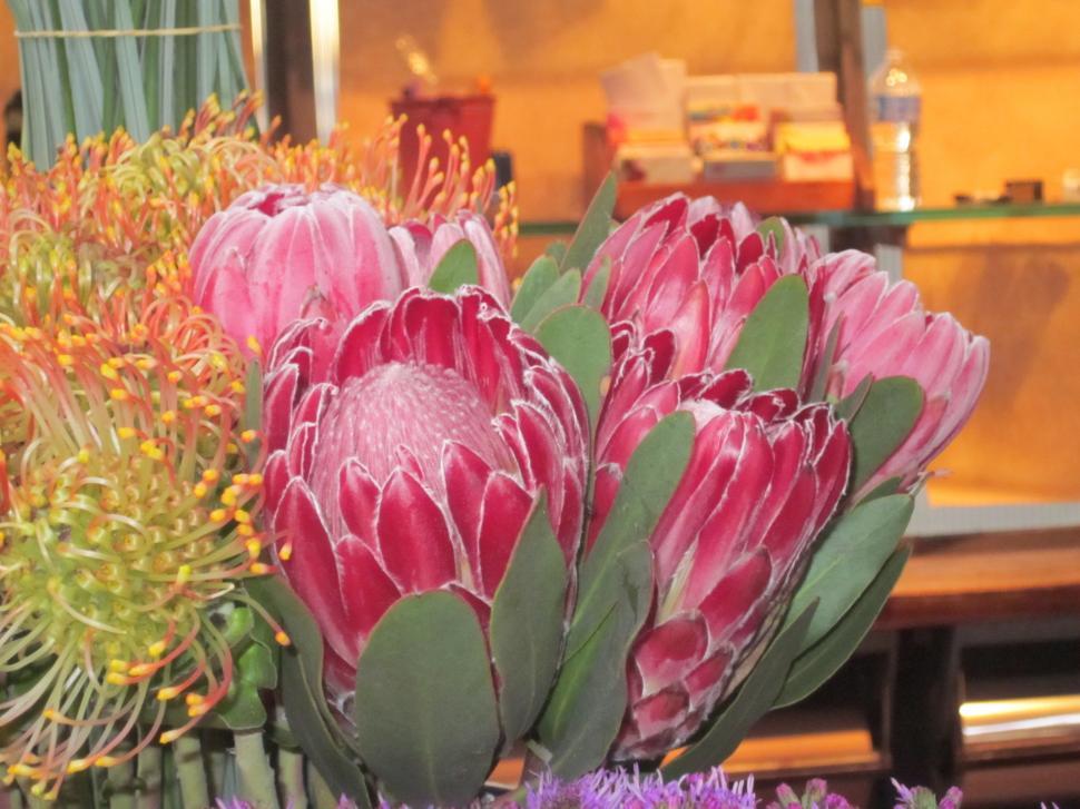Free Image of Protea Flower 