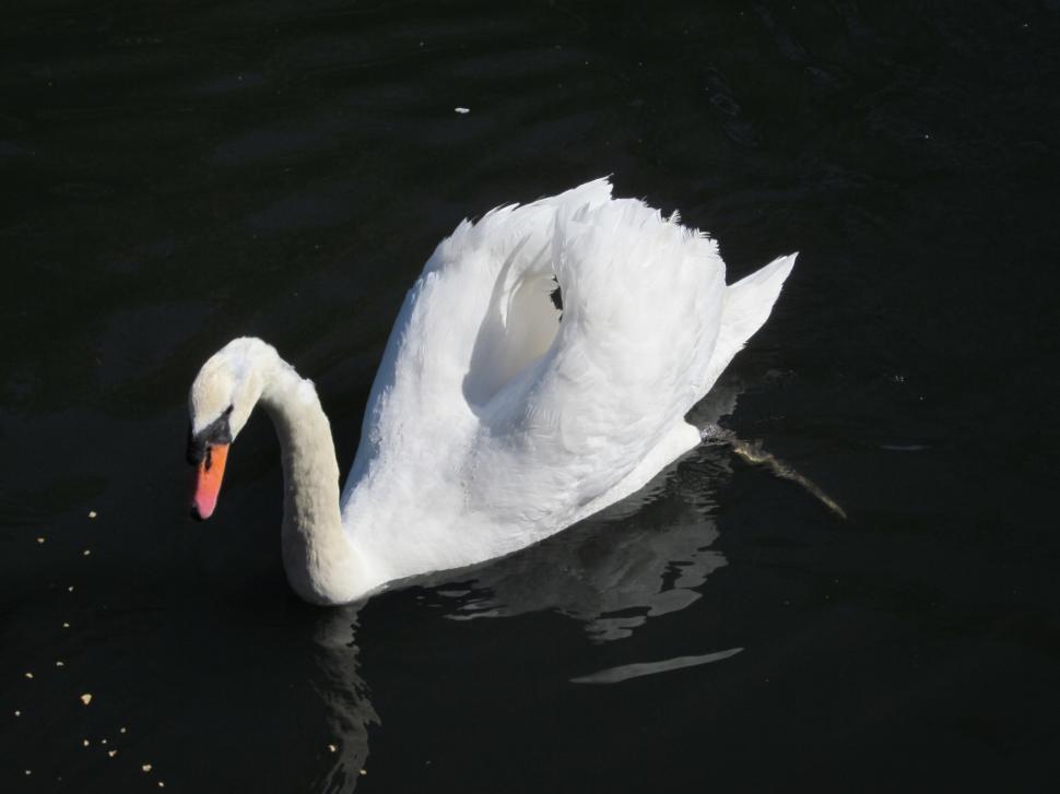 Free Image of Palace of Fine Arts Swan 