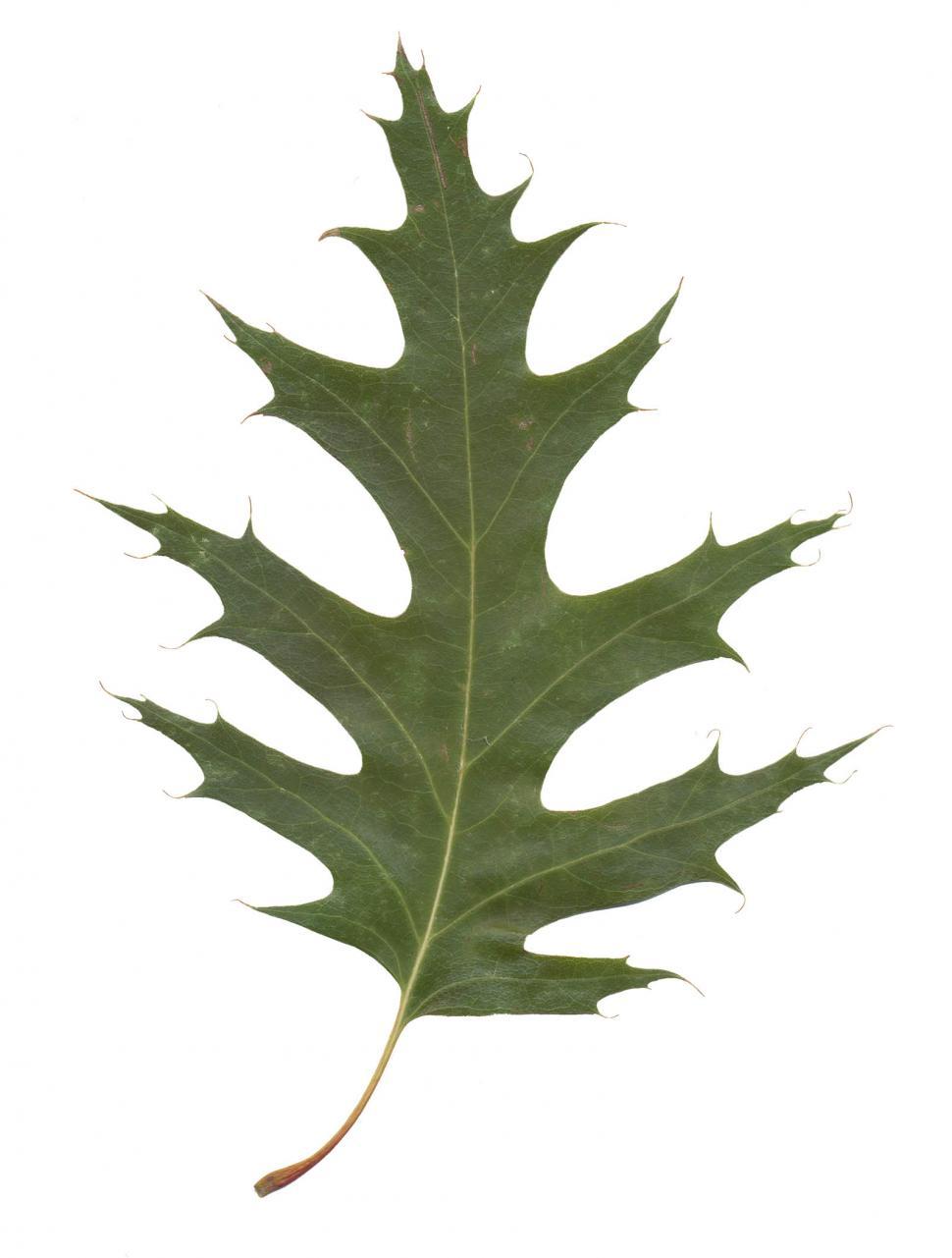 Free Image of green leaf against white 