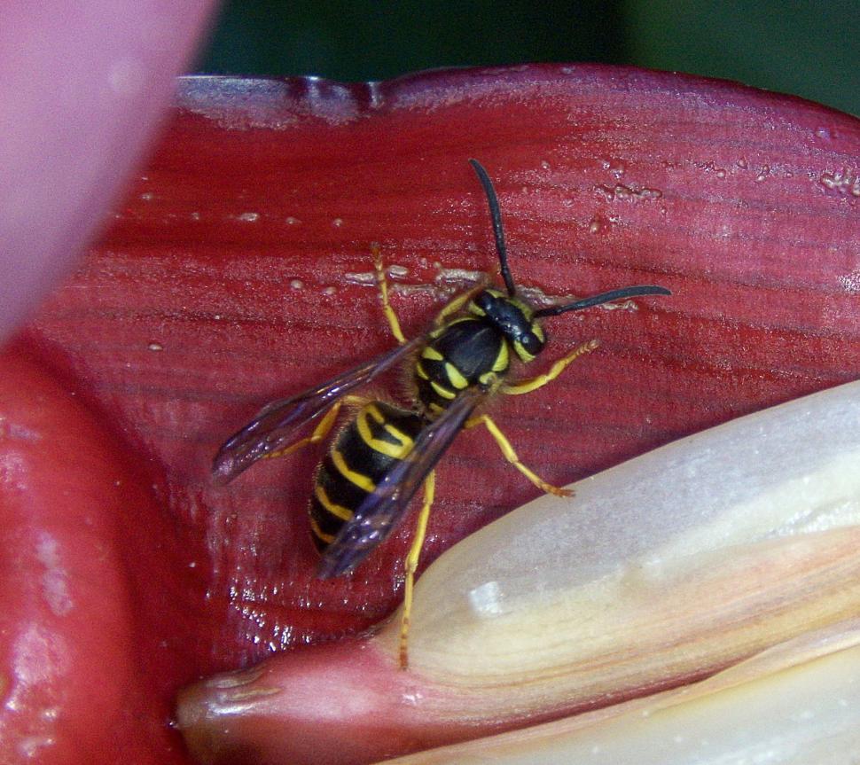 Free Image of Yellow Jacket Wasp 
