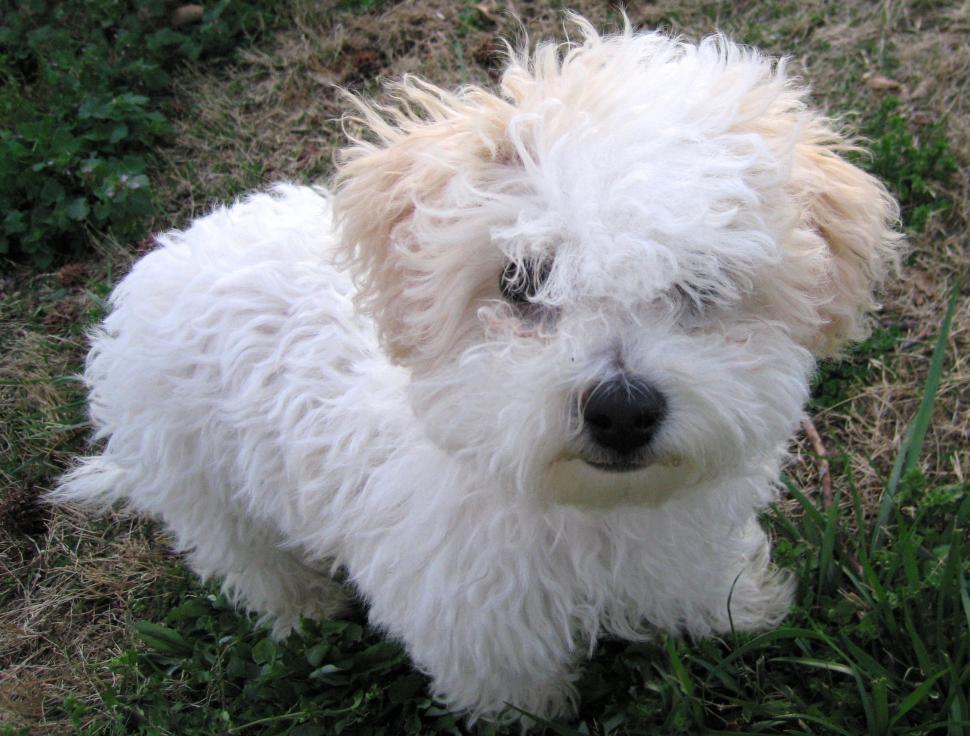 Free Image of Bichon Frise Puppy 