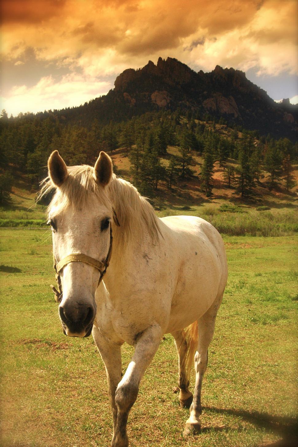 Free Image of Horse in the Rocky Mountains of Colorado 
