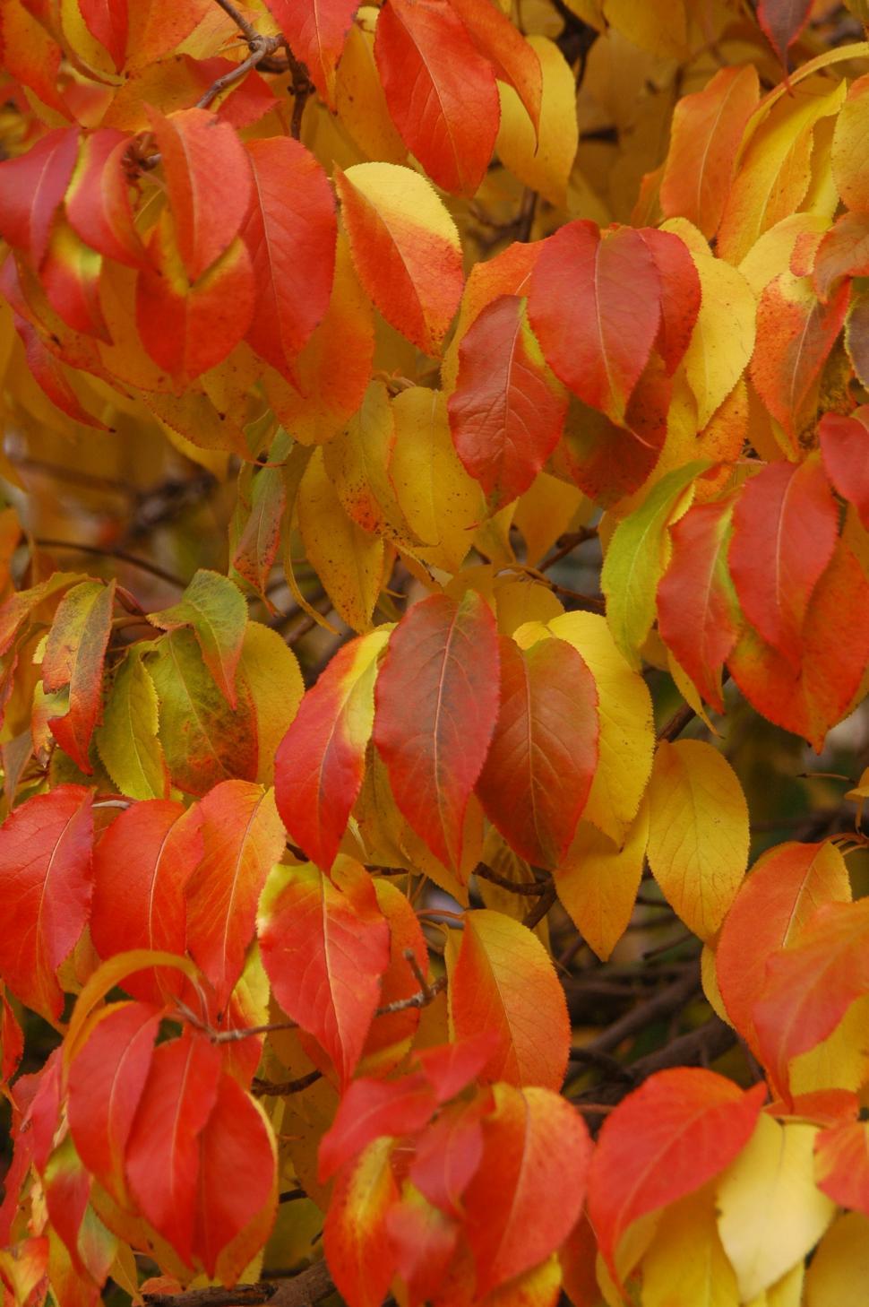 Free Image of Fall Foilage - Autumn Leaves 