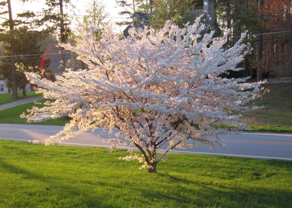 Free Image of Blossoming Tree 