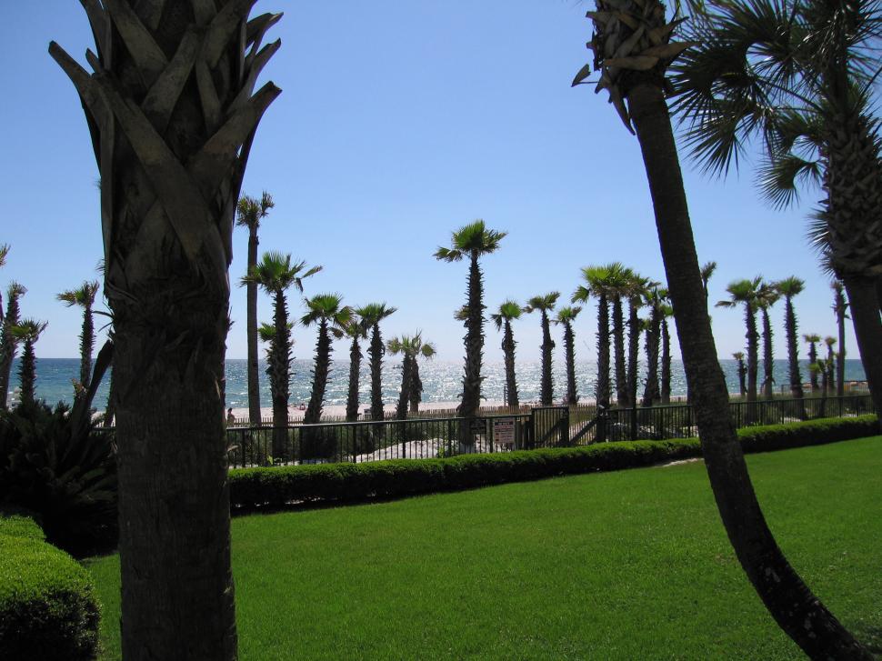 Free Image of Palm Trees and Oceanfront 