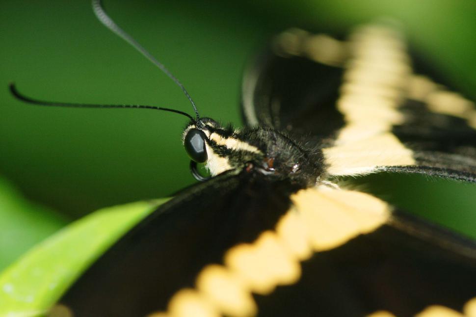 Free Image of Swallowtail butterfly 