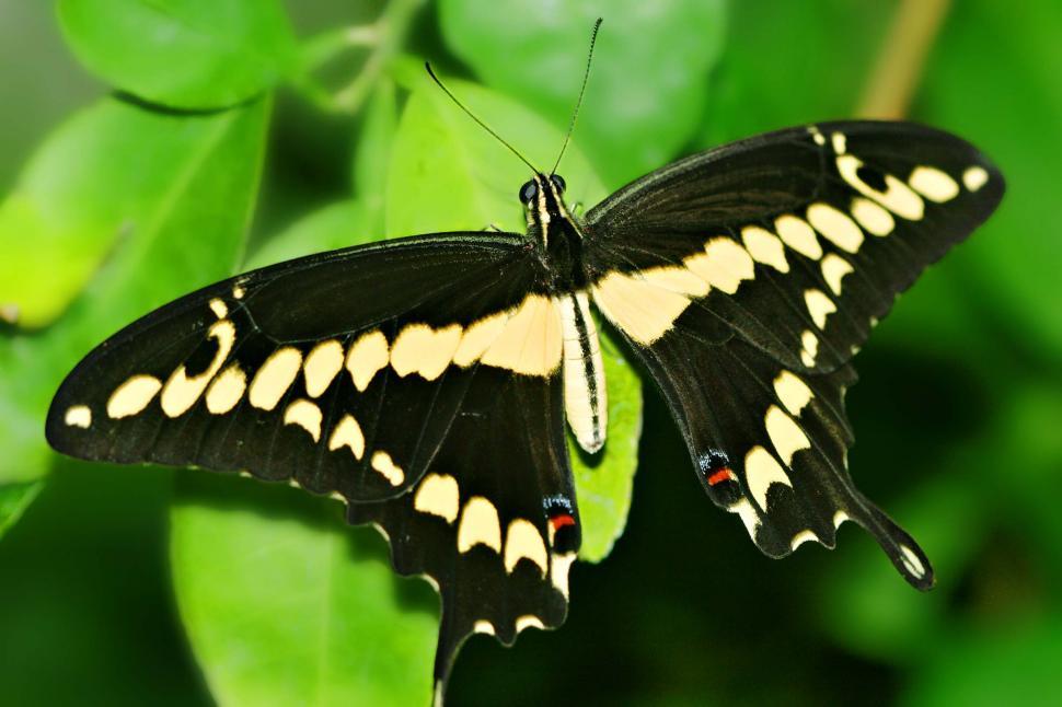 Free Image of Tiger swallowtail butterfly 